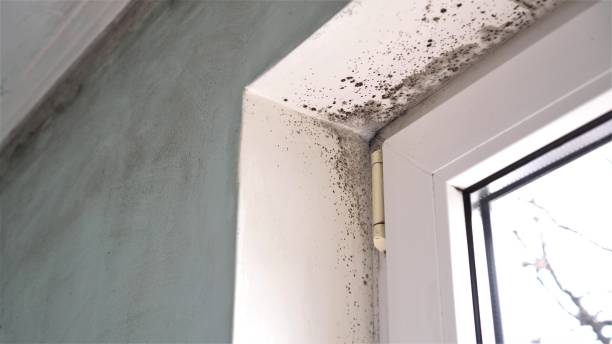 Mold Odor Removal Services in Greensburg, PA